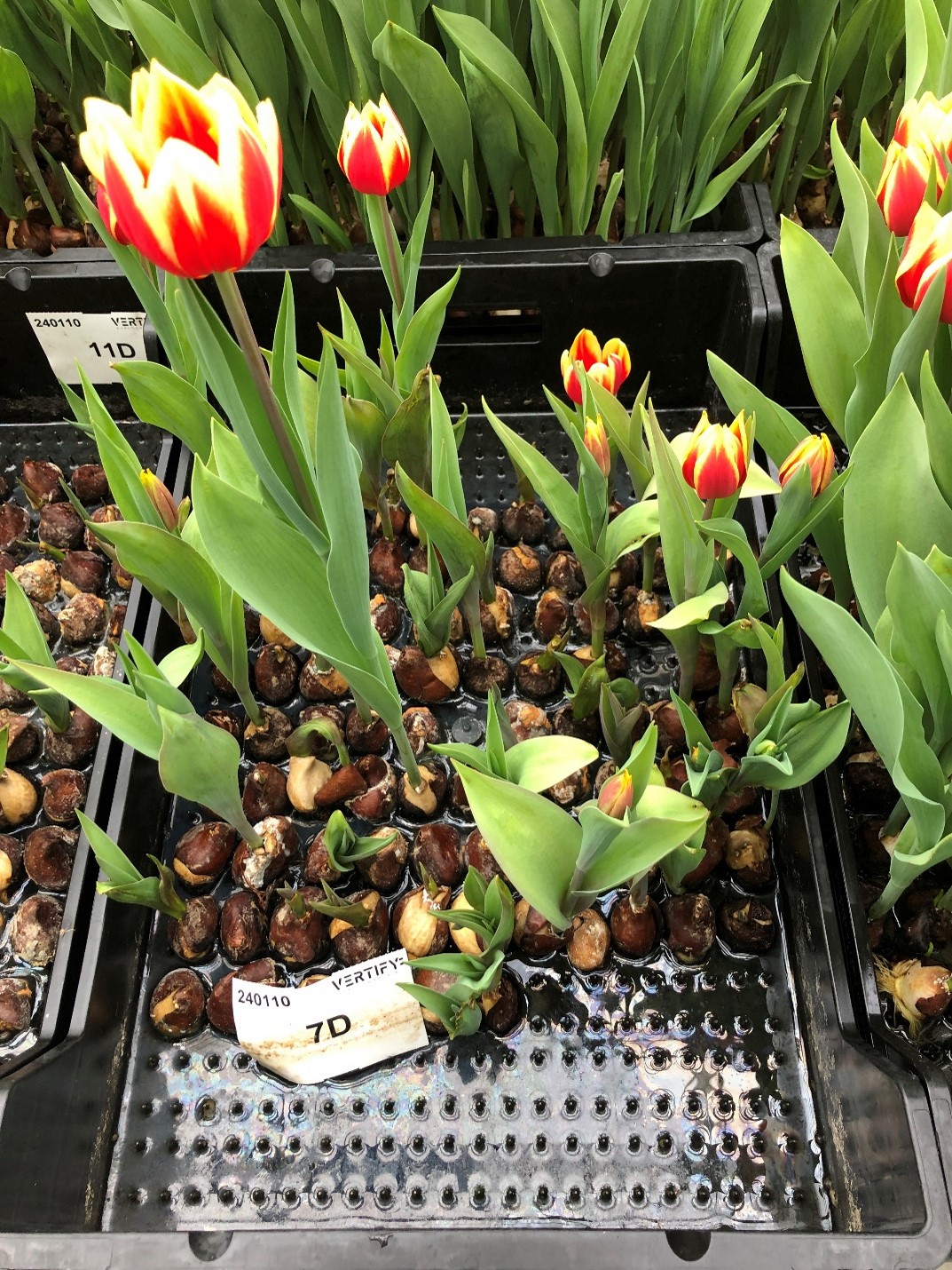 Aantasting Tulpengalmijt.jpg